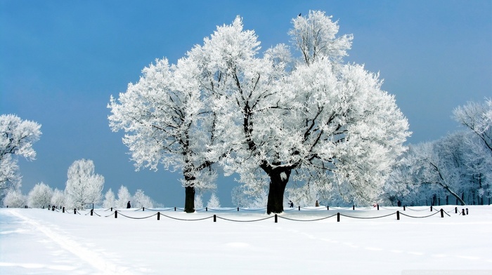 winter, snow, trees