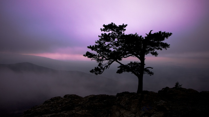 trees