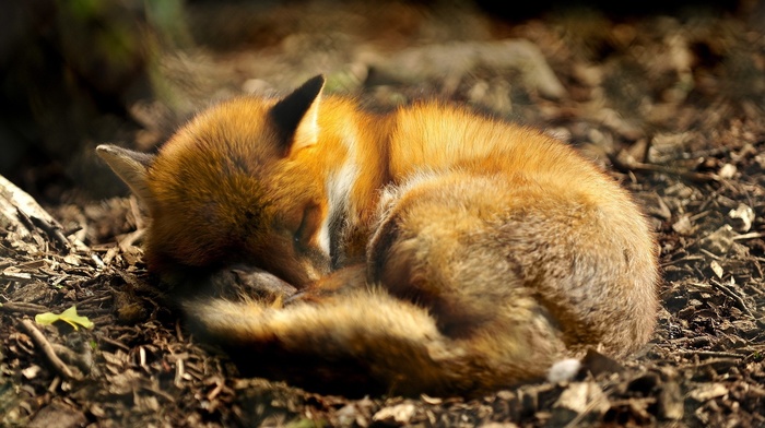 forest, fox, depth of field, sleeping, animals, closeup