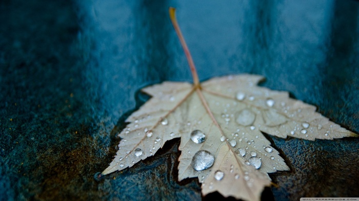 water drops, leaves