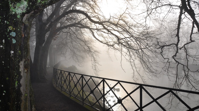 birds, mist, trees