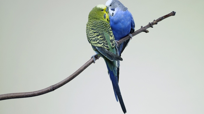 budgies, animals, birds, kissing