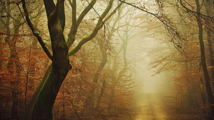 leaves, daylight, mist, moss, atmosphere, fall, dirt road, landscape, forest, nature, path, morning, trees
