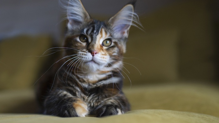 Maine Coon, animals, cat