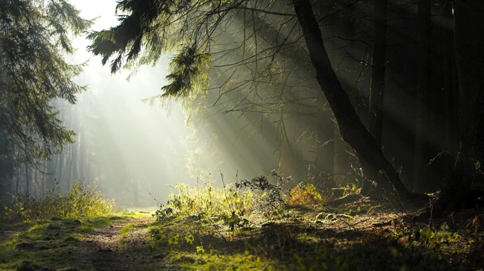 road, grass, sun rays, forest, trees
