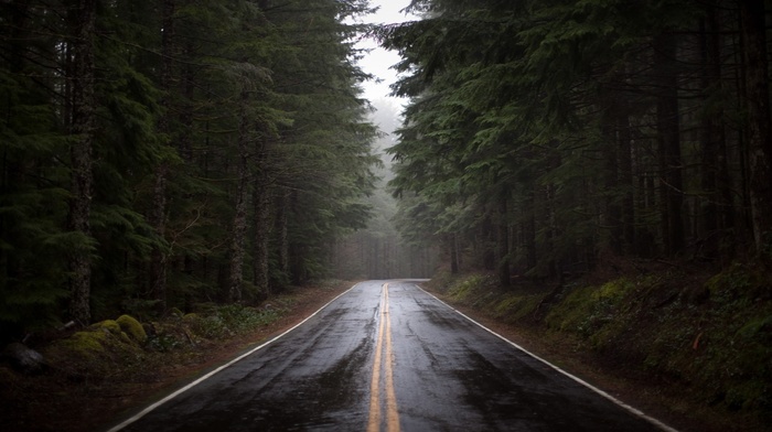 road, mist, grass, trees, wet, forest