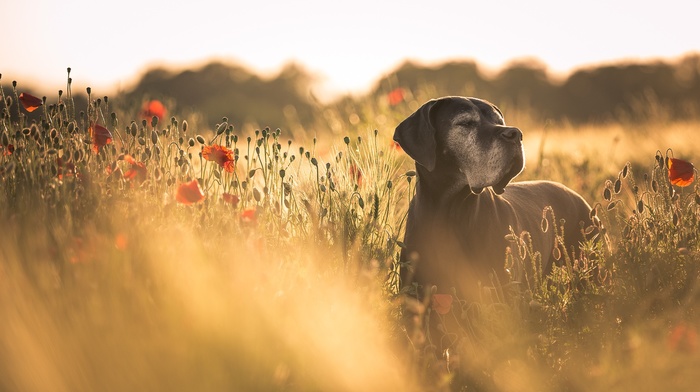 animals, red flowers, field, poppies, flowers, dog, depth of field