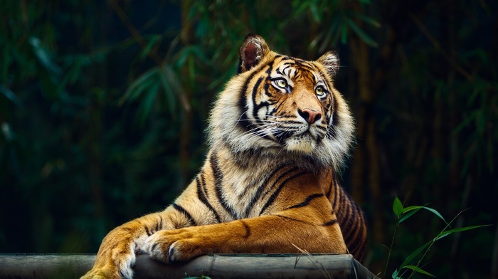 animals, big cats, tiger, nature