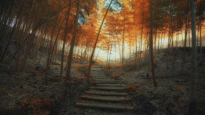path, fall, forest, stairs, trees, landscape, nature, sunrise, mist, bamboo