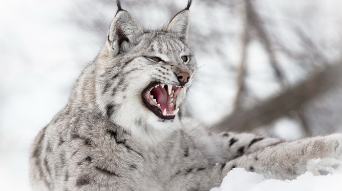 nature, wildlife, lynx, wild cat, depth of field, animals, open mouth, snow
