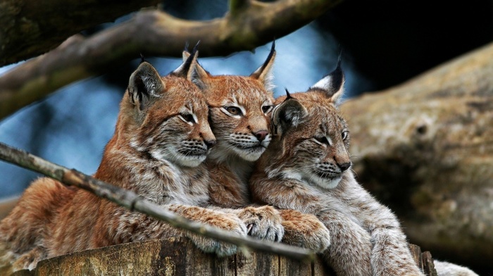 lynx, nature, animals