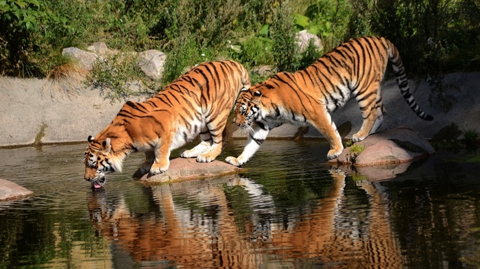 Bengal tigers, animals