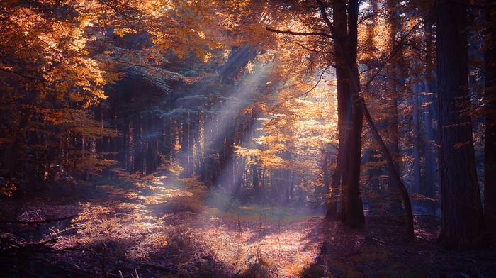 trees, leaves, nature, fall, shrubs, mist, sun rays, landscape, forest, colorful