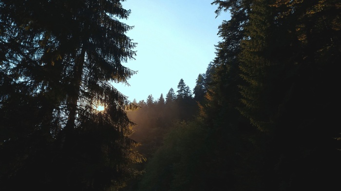 morning, nature, forest, sun rays, trees, sky