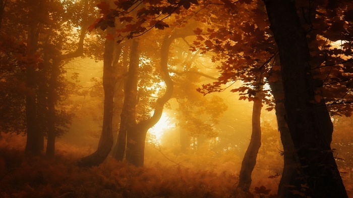 forest, sunrise, landscape, atmosphere, trees, nature, leaves, mist, amber, fall