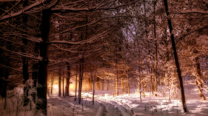 path, forest, landscape, winter, sunlight, Maine, nature, snow, trees