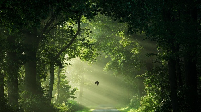 flying, sun rays, mist, Netherlands, landscape, trees, nature, morning, birds, shrubs, green, road, path