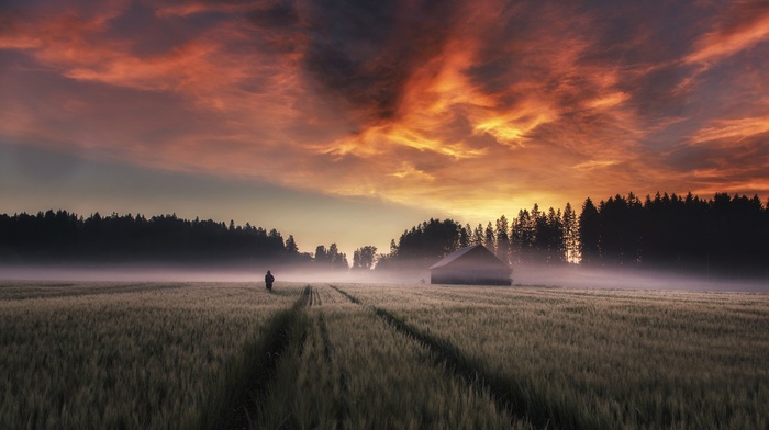 field, nature, mist, sunrise, farm, Finland, landscape, clouds, sky, trees