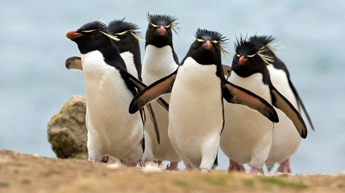 animals, penguins