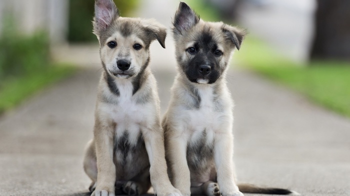 dog, animals, depth of field