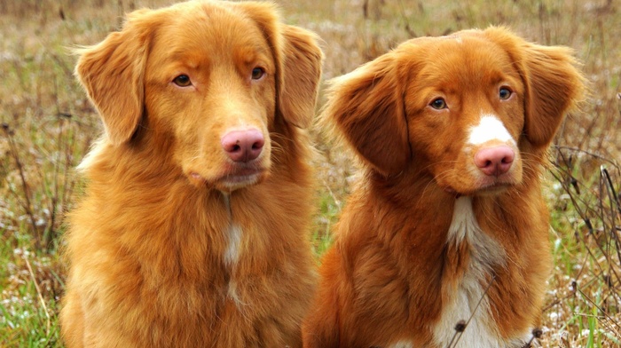 dog, animals, Nova Scotia Duck Tolling Retriever