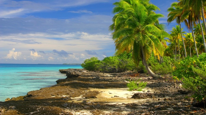 palm trees, clouds, nature, island, tropical, landscape, sea, beach, shrubs