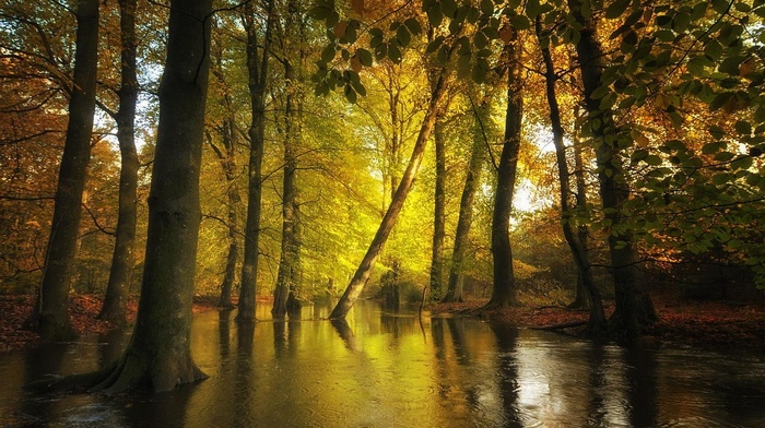 water, trees, leaves, fall, nature, sunlight, forest, landscape, creeks