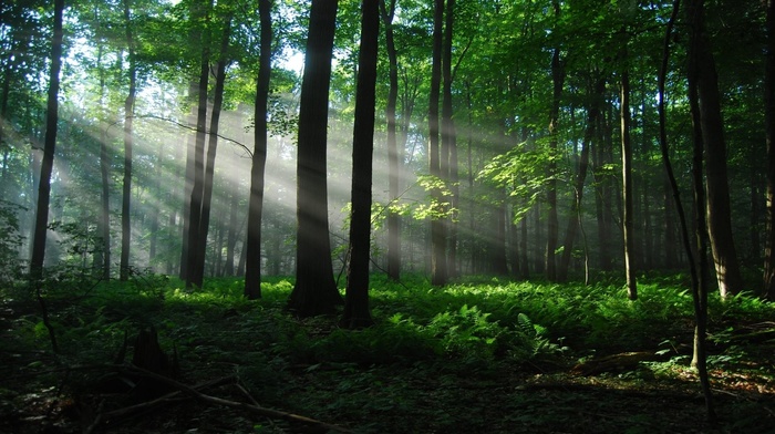 trees