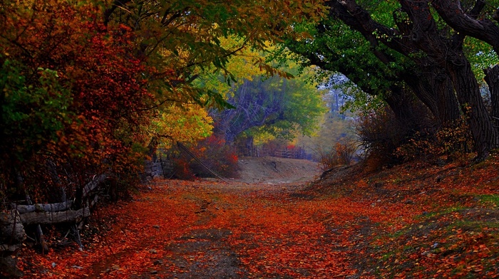path, shrubs, nature, leaves, tunnel, fence, landscape, trees, colorful, fall