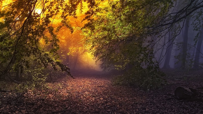 mist, leaves, fairy tale, atmosphere, path, sunrise, landscape, forest, trees, fall, nature