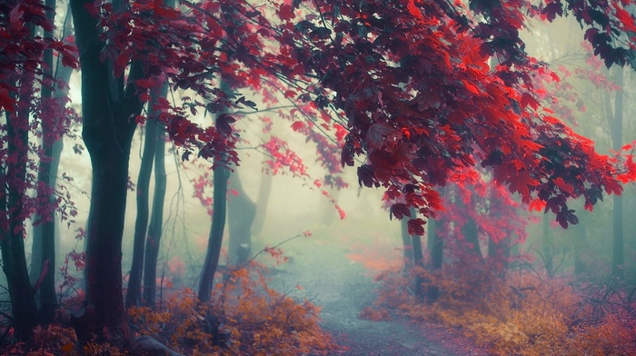 colorful, fall, trees, mist, atmosphere, sunrise, forest, leaves, path, landscape, nature, shrubs