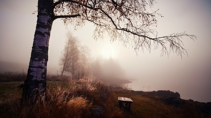 morning, lake, mist, calm, landscape, grass, nature, trees, bench
