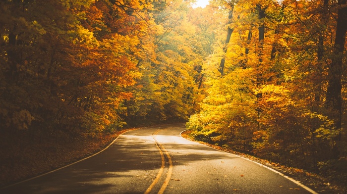 nature, fall, trees, road, forest