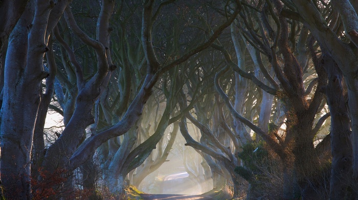 nature, tunnel, fairy tale, trees, road, landscape, Ireland, morning, shrubs, sun rays, mist