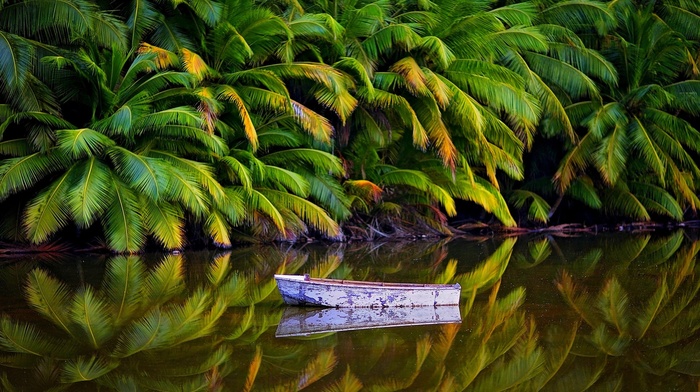 landscape, island, Australia, palm trees, lake, boat, water, jungles, tropical, reflection, nature