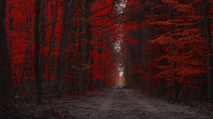 nature, red, fall, dirt road, forest, landscape, trees, path