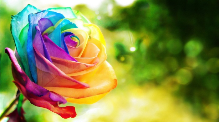 rose, flowers, colorful, nature