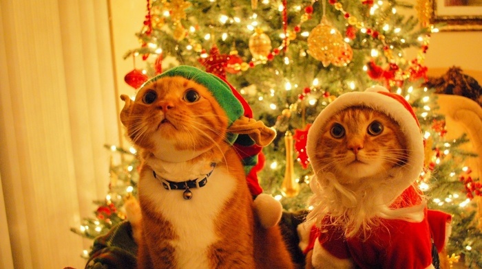 Christmas, fir, decorations, cat, costumes