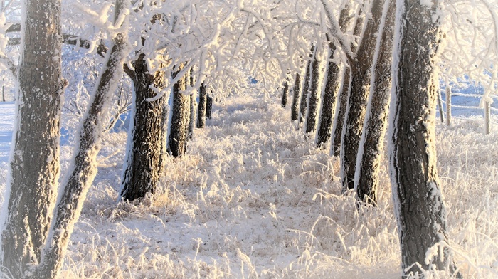 trees, landscape, winter