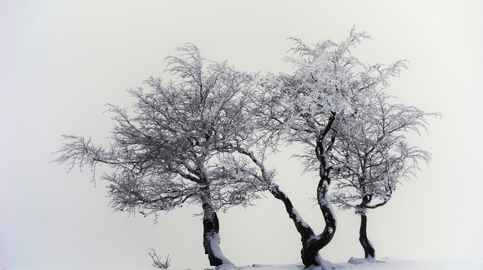 white, snow, photography, trees, nature