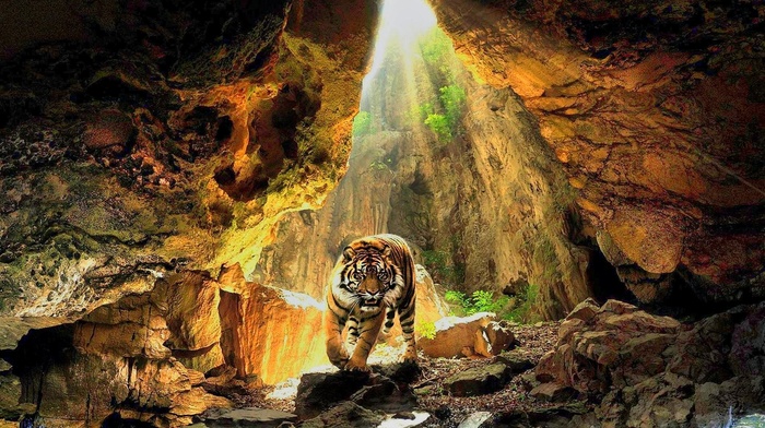 cave, nature, sunlight, tiger