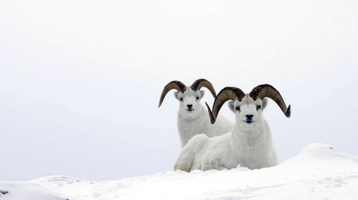 animals