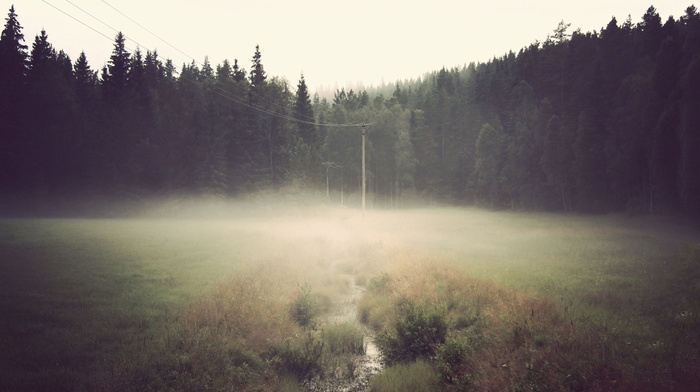mist, wires, forest, field