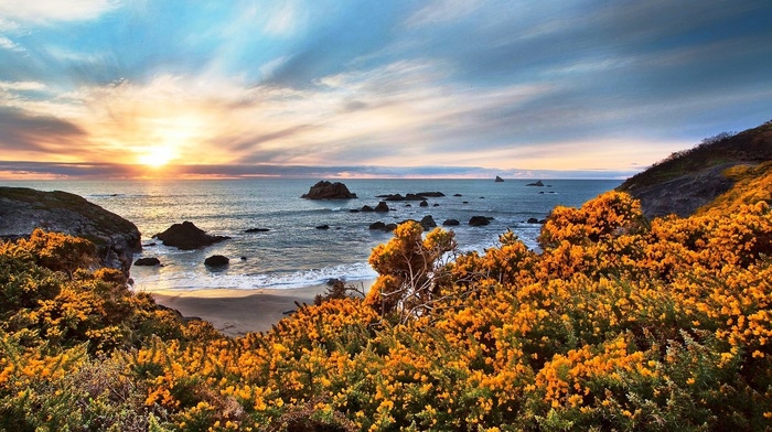 blue, sea, Oregon, sky, nature, landscape, wildflowers, yellow, sunset, sand, beach, rock, clouds