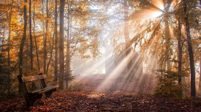 mist, leaves, sunlight, sun rays, fall, park, trees, nature, bench, landscape