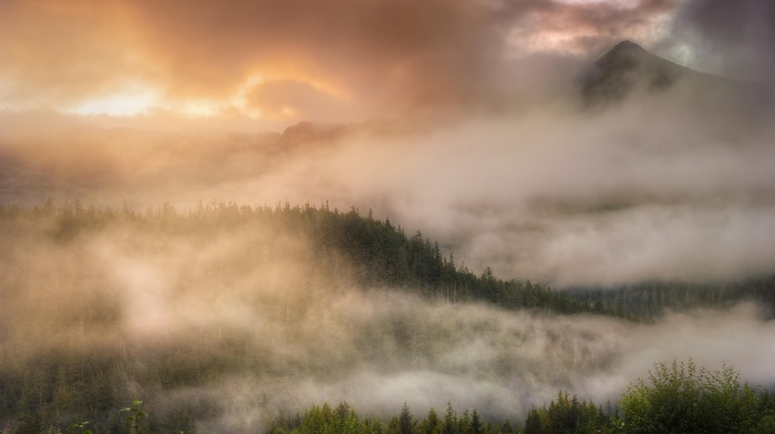 landscape, forest, clouds, mountain, trees, mist, Alaska, sunrise, nature