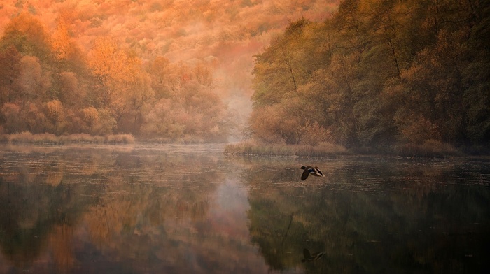 nature, morning, duck, birds, landscape, reflection, forest, flying, mountain, lake, trees, mist, fall, water