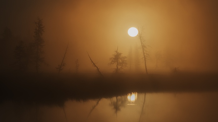 blurred, trees, nature, Sun, lake, silhouette, reflection, water, landscape, mist