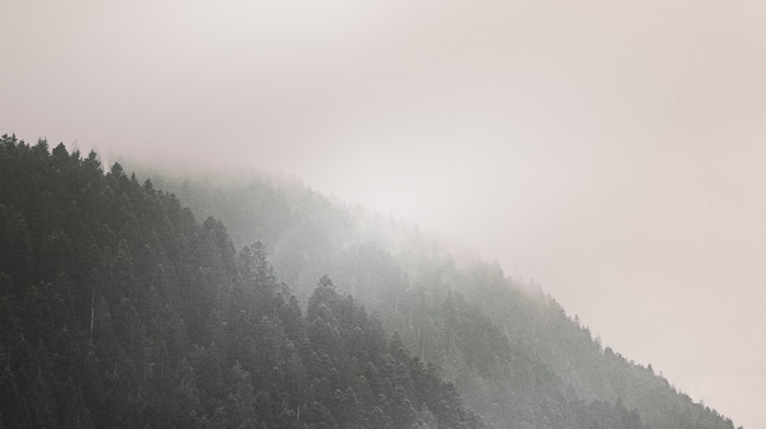 trees, forest, mountain, mist