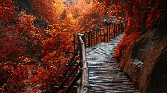 landscape, forest, trees, walkway, fall, river, leaves, path, nature